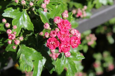 Crataegus laevigata 'Paul's Scarlet'- hloh obecný - květy